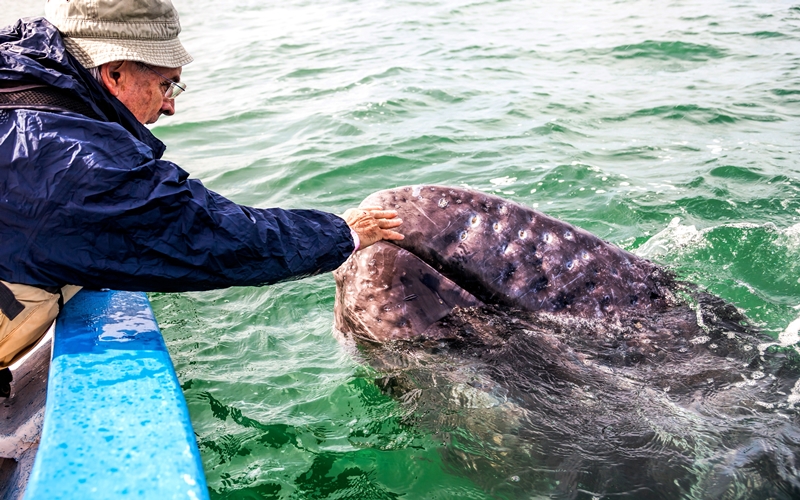Grey Whales in Baja, Mexico