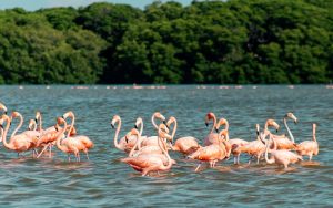 Celestun pink flamingos, Mexico