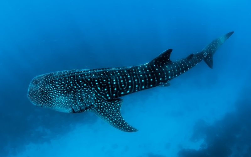Whale Shark in Mexico