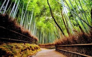 Arashiyama Bamboo Forest, Japan