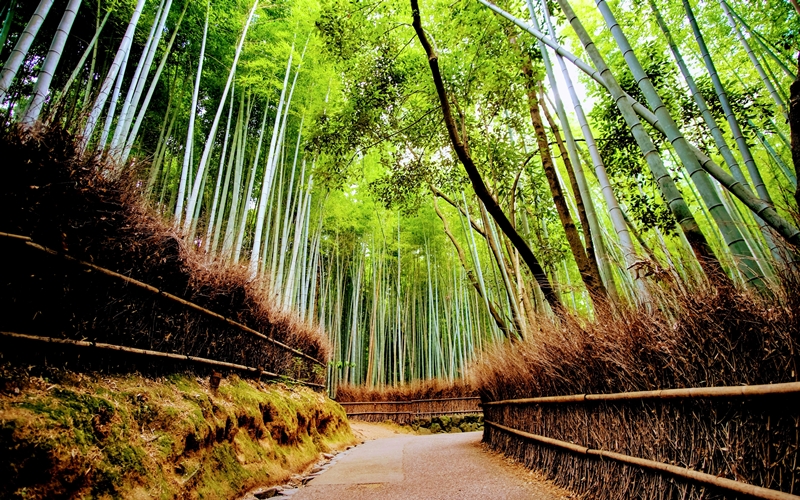 Arashiyama Bamboo Forest, Japan