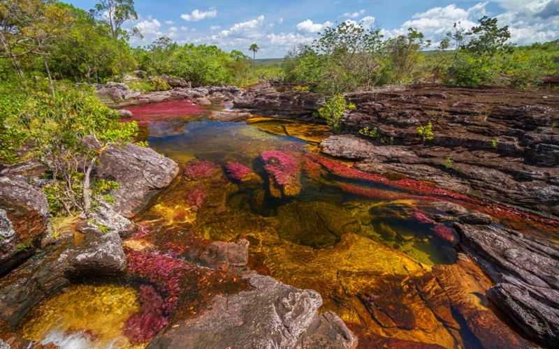 Cano Cristales, La Macarena, Colombia