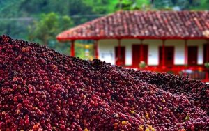 Coffee at Finca El Ocaso, Colombia