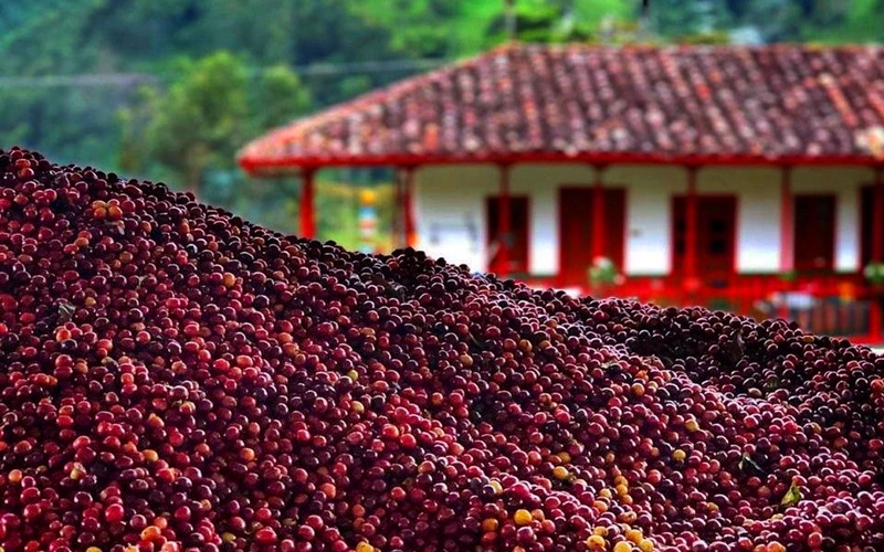 Coffee at Finca El Ocaso, Colombia