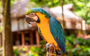 Colombia Parrot