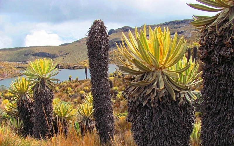 Frailejon in Colombia