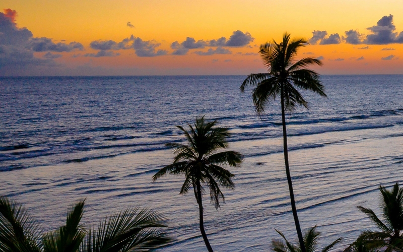 Palm trees on the beach, Colombia