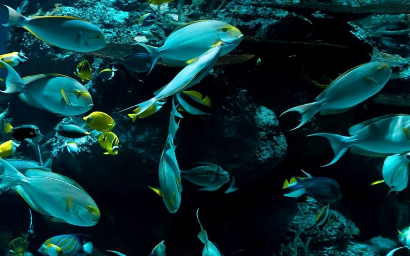 Diving in San Andres Island, Colombia