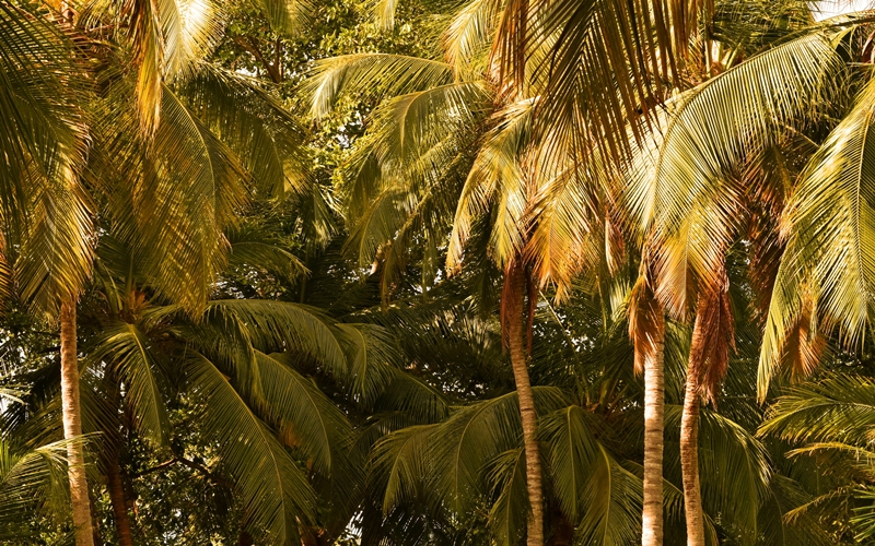 Tayrona NP, Colombia