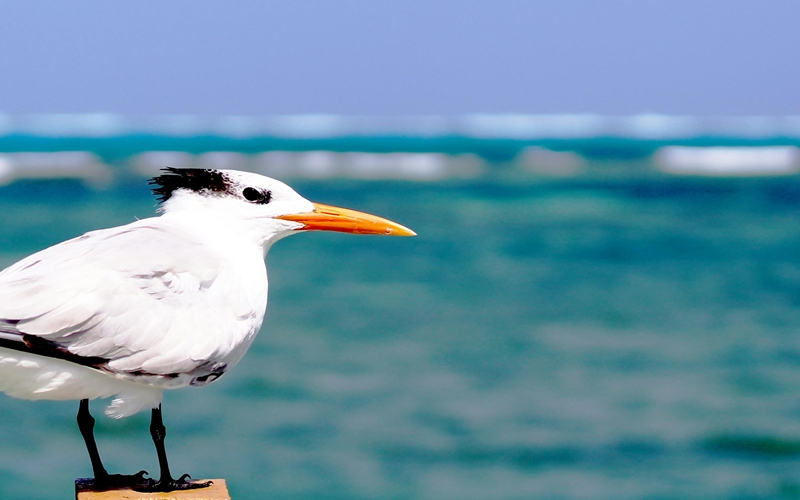 Bird in San Andres Island, Colombia