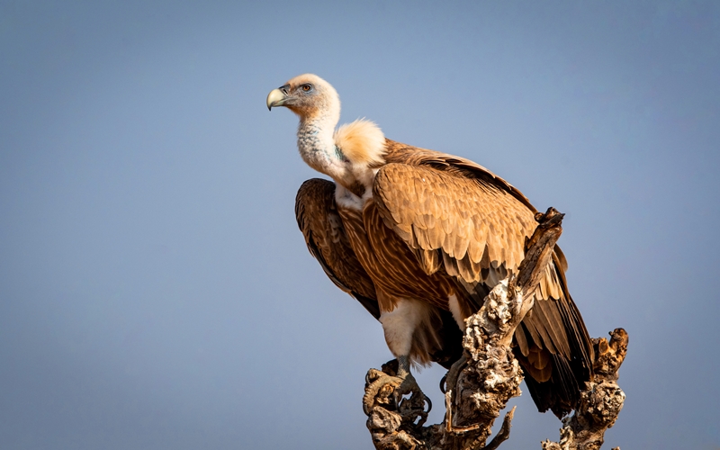Birds of Prey, South Africa