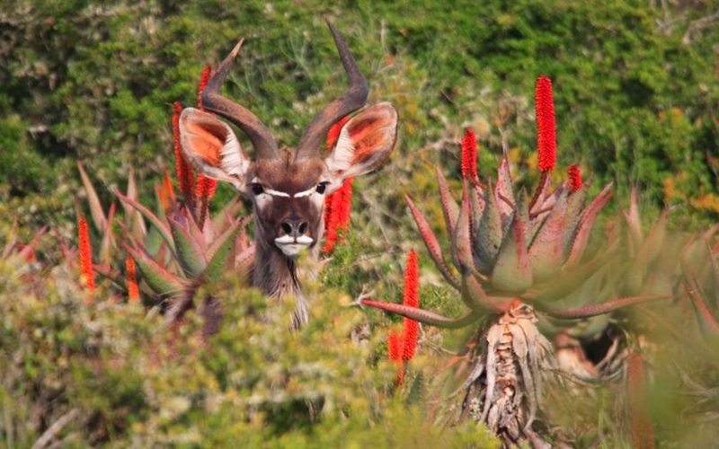 Blooming Aloes, South Africa