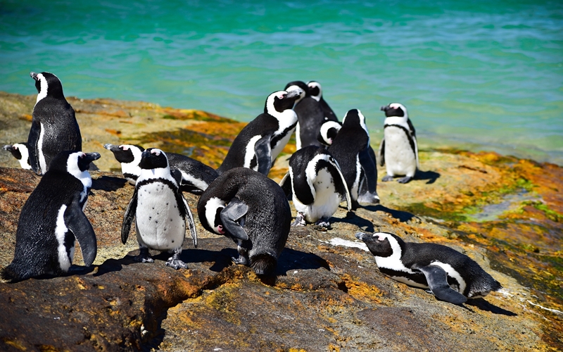 Penguins at Boulders Beach in Cape Town, South Africa
