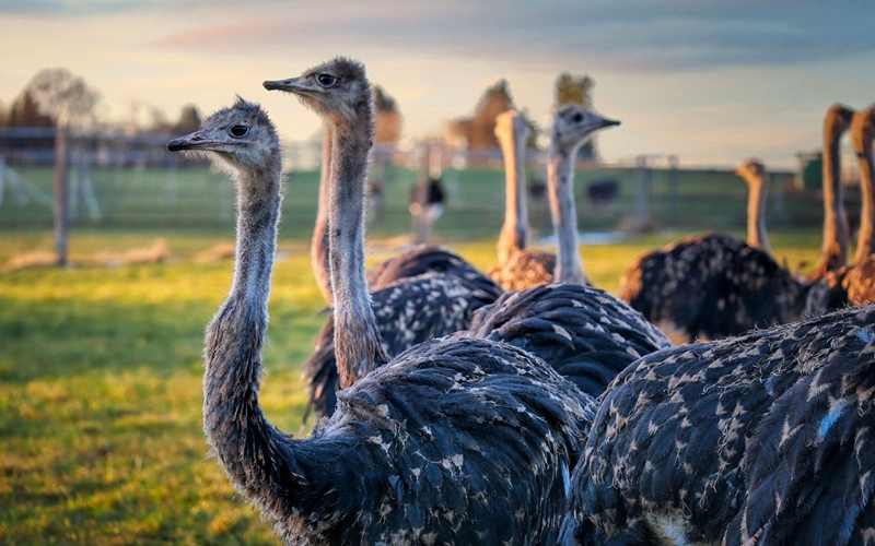 Cape Town Ostrich Ranch, South Africa