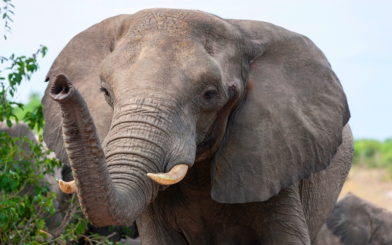 Elephant Haven, Kruger, South Africa