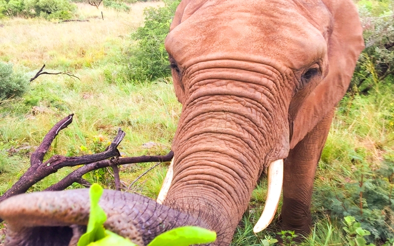 Elephant Sanctuary, South Africa