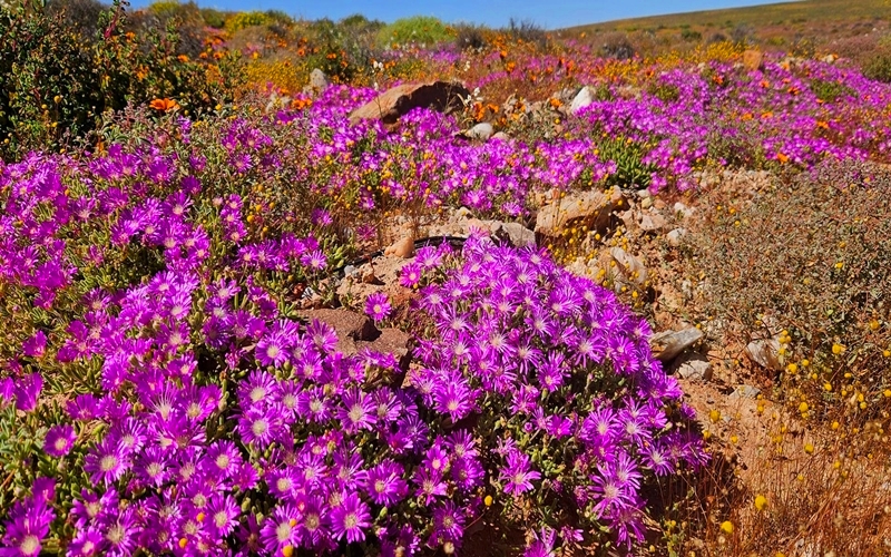 Flowers in Namaqualand, South Africa
