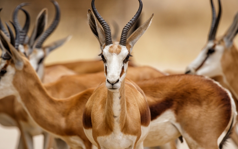 Kgalagadi National Park, South Africa