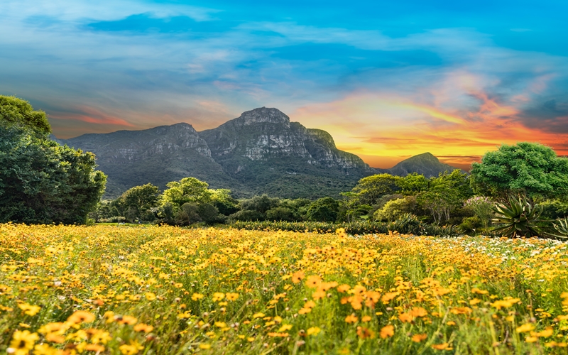 Kirstenbosch Botanical Garden, Cape Town, South Africa