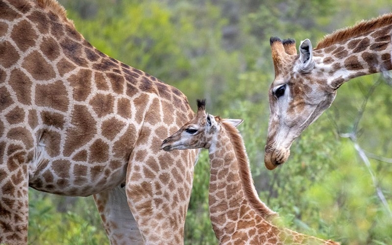 Girrafe Family, Malaria-free safari in South Africa