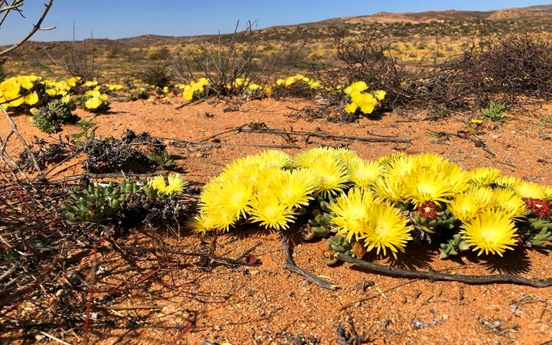 Namaqualand National Park, South Africa