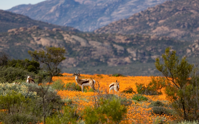 Namaqualand National Park, South Africa