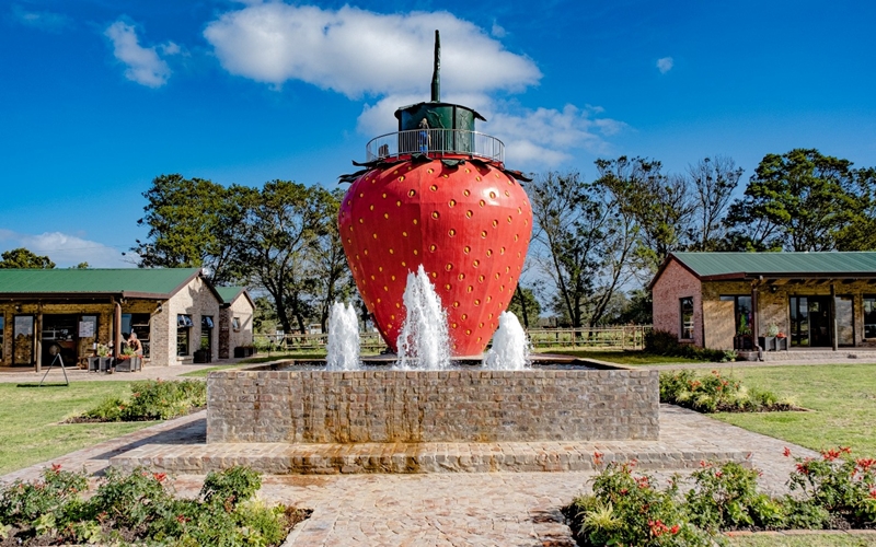 Redberry Farm, South Africa