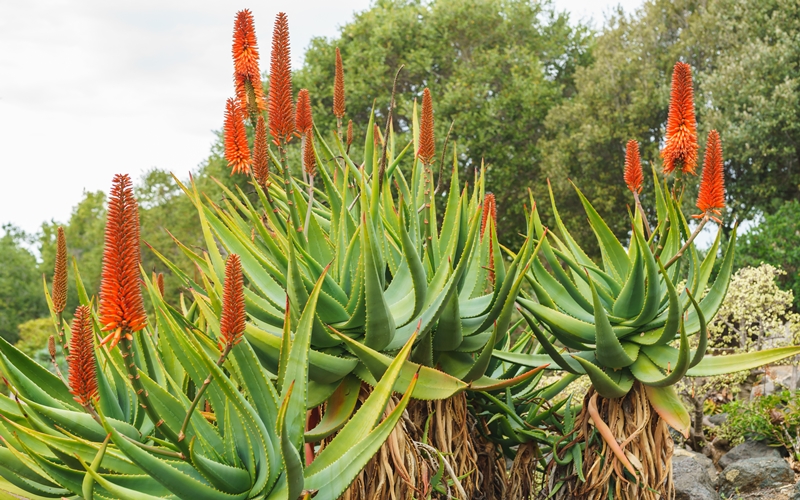 Rustenburg Aloe