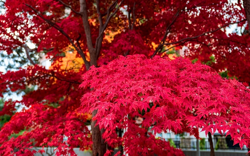 Sapporo Autumn Leaves, Japan