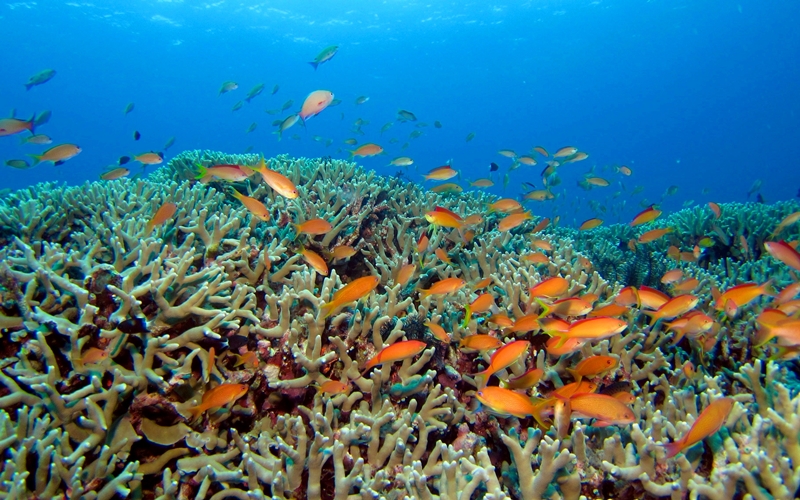 Snorkeling in Okinawa, Japan