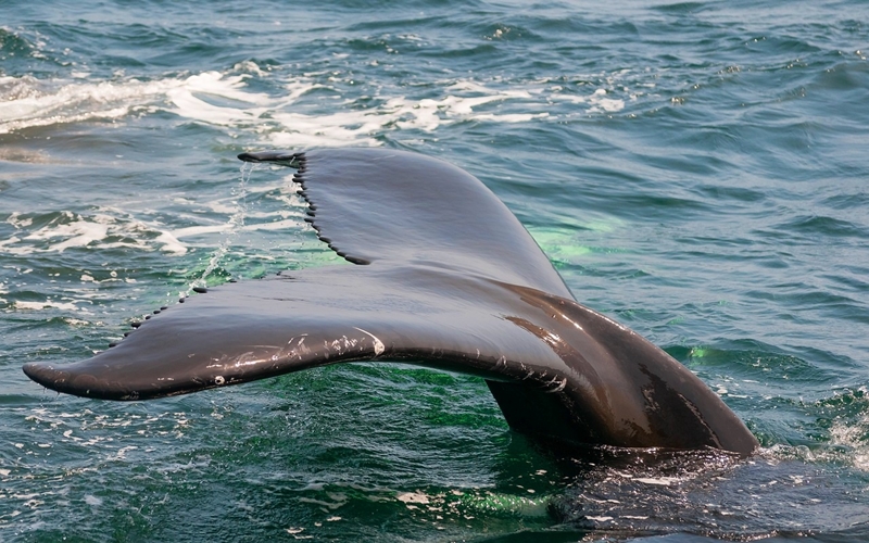 Southern Right Whale, South Africa