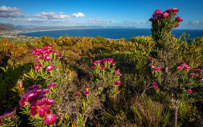 Walker Bay Nature Reserve