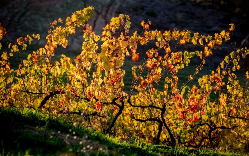 Domaine Comte Abbatucci, Corsica