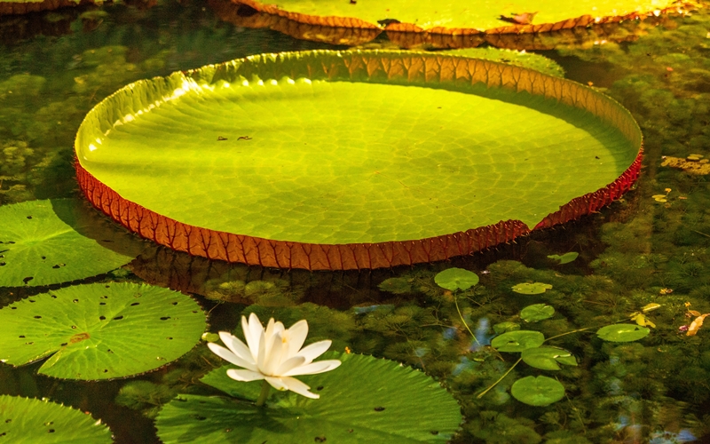 Belem Nature, Brazil