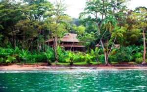 Copa de Arbol, Osa Peninsula, Costa Rica