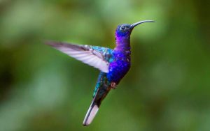Hummingbird in Costa Rica