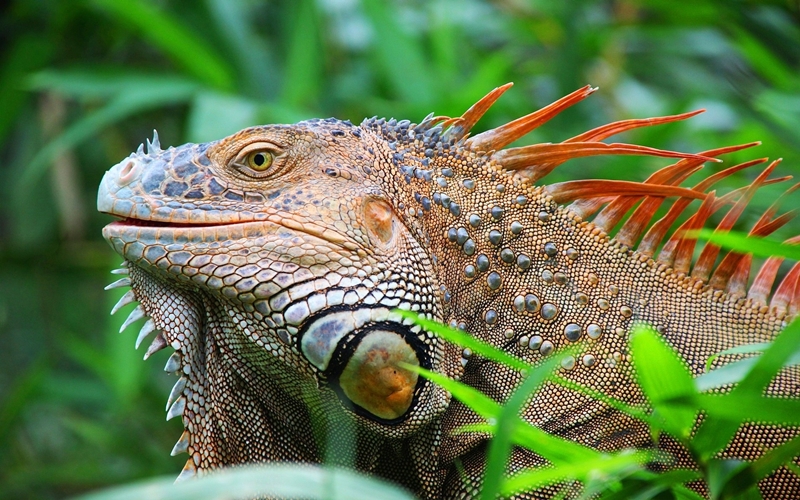 Iguana in Costa Rica