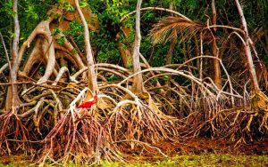 Mangroves and a red ibis in Ilha do Marajo, Brazil