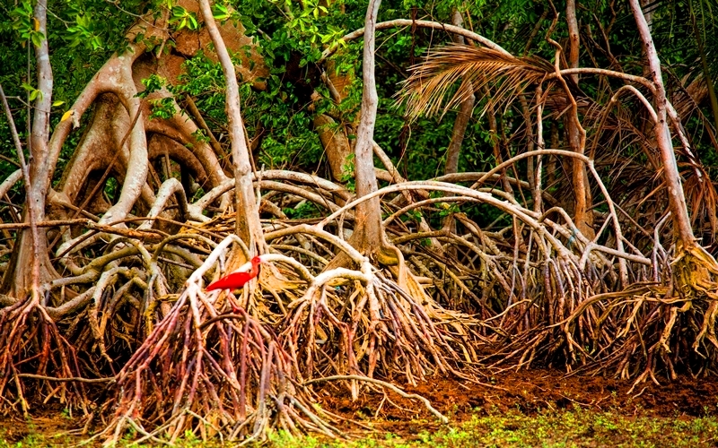 Mangroves and a red ibis in Ilha do Marajo, Brazil