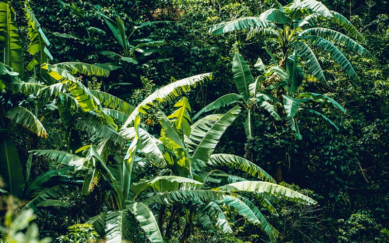 Rainforest of Costa Rica