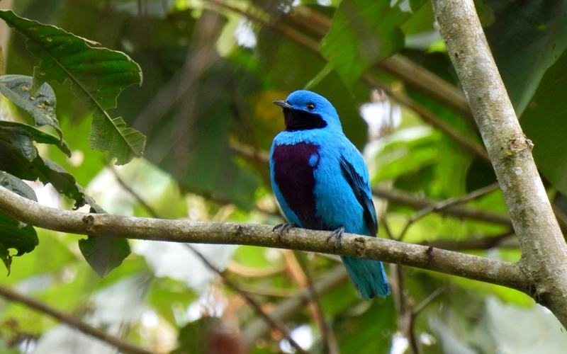 Birdwatching in Costa Rica