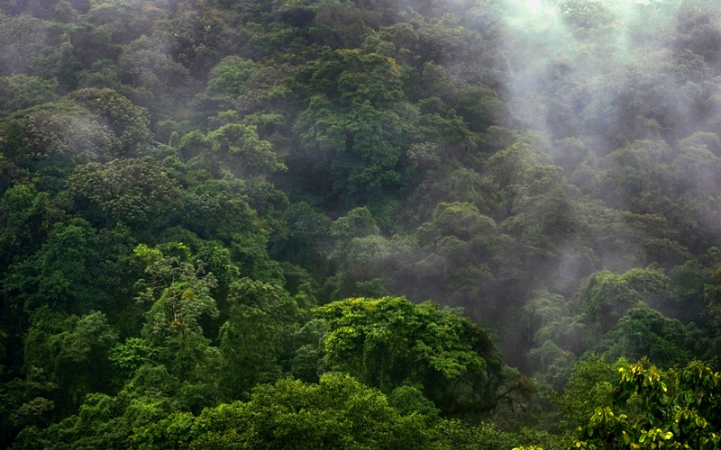 Costa Rica Green Rainforest