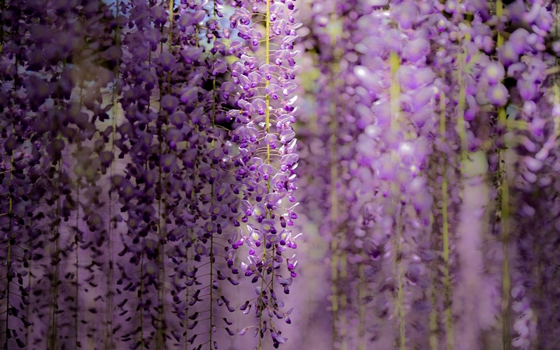 Ashikaga Flower Park, Japan