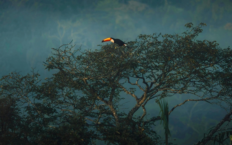 Birdwatching in Colombia