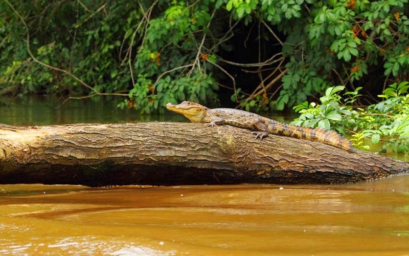 Crocodile in Cano Negro, Costa Rica