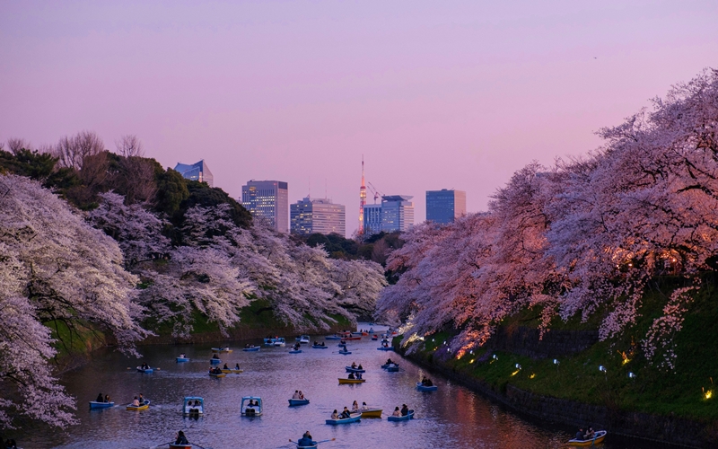 Chidorigafuchi Park Cherry Blossom Tokyo, Japan
