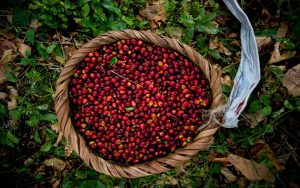 Coffee Farm Costa Rica
