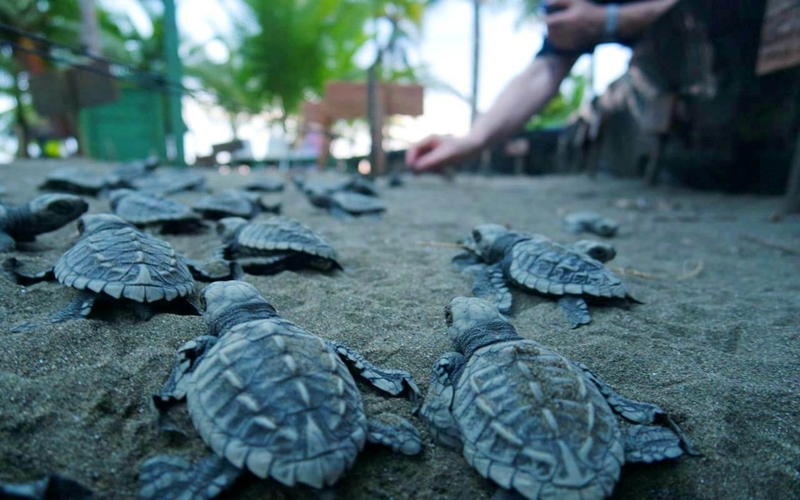 Colombia Pacific Turtles