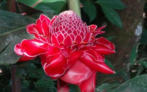 Colombian Flower, Leticia