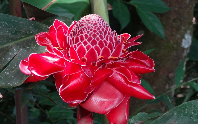 Colombian Flower, Leticia